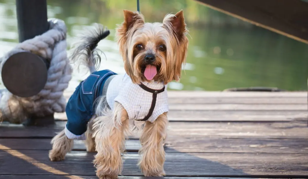 little dog wearing clothes